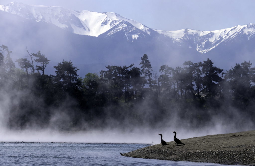 cormorants at Dungeness Bay on the Olympic Peninsula