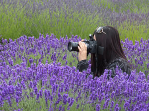 girl in a lavender field on the Olympic Peninsula, WA