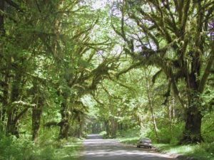 car driving through the rain forest on the Olympic Peninsula