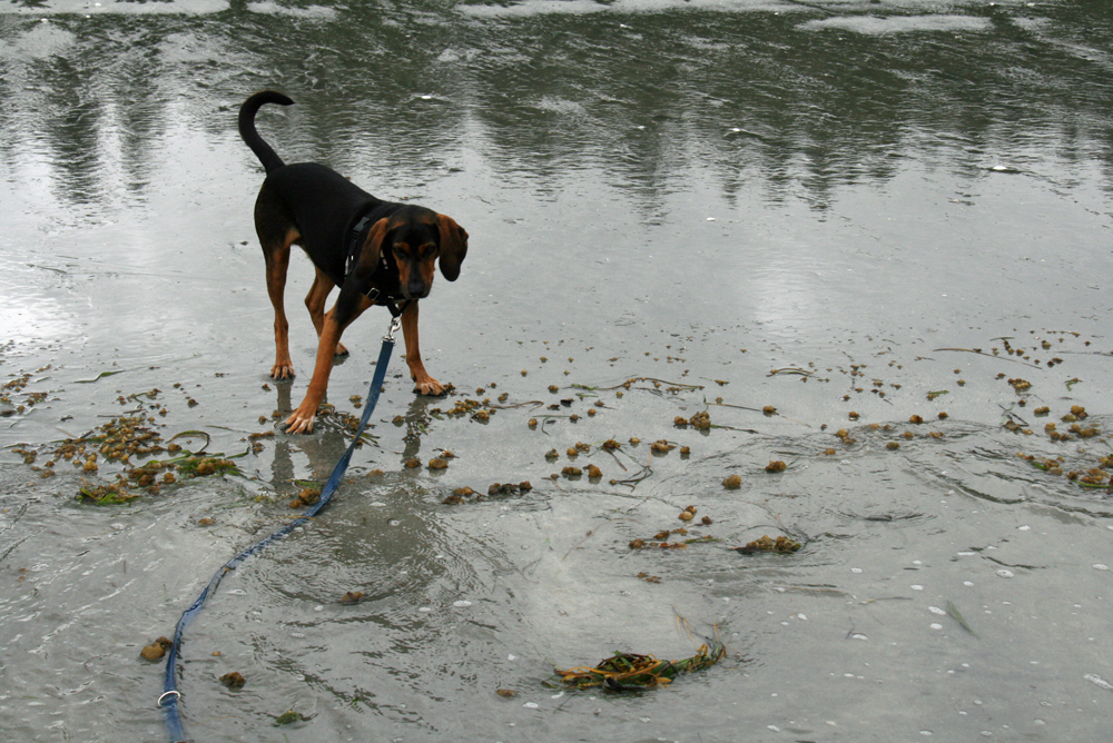 Cinnamon the Coonhound on a dog-friendly beach on the Olympic Peninsula