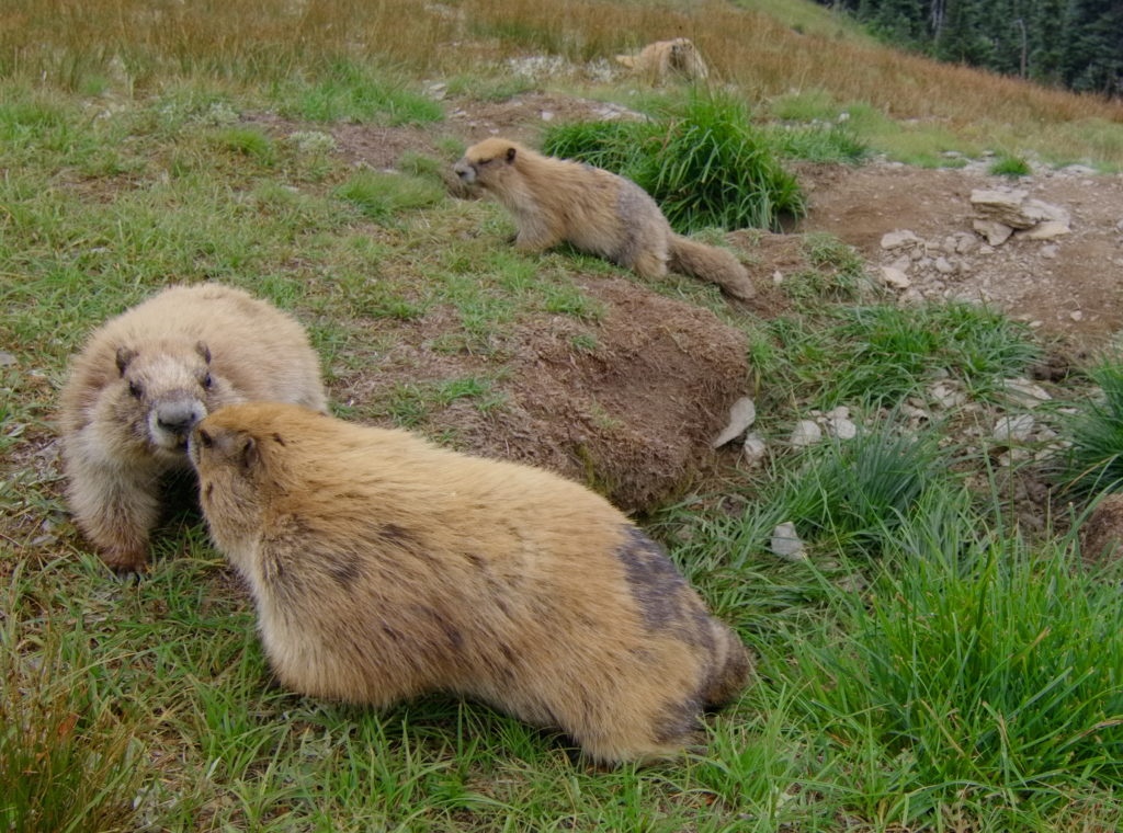 An Olympic Marmot family at Hurricane Ridge greeting each other