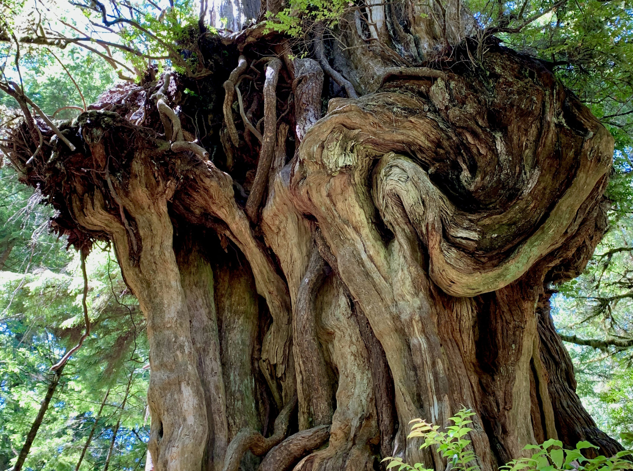 Big Cedar Tree: An Olympic National Park Hidden Gem