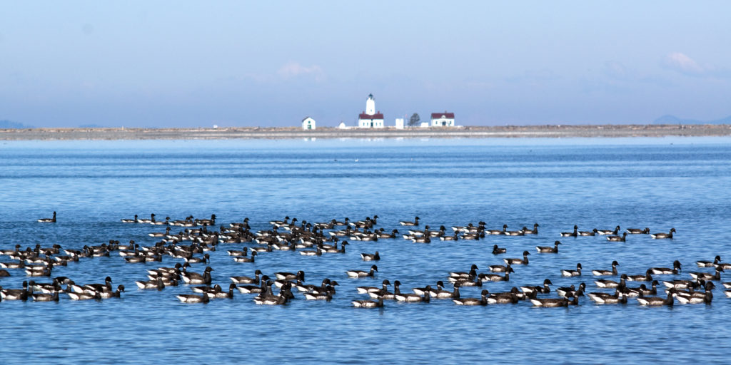 A flock of brants on the water in Sequim, WA on the Olympic Peninsula