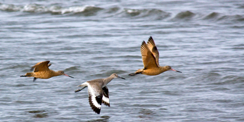 Willet and marbled godwit birds flying on the Olympic Peninsula
