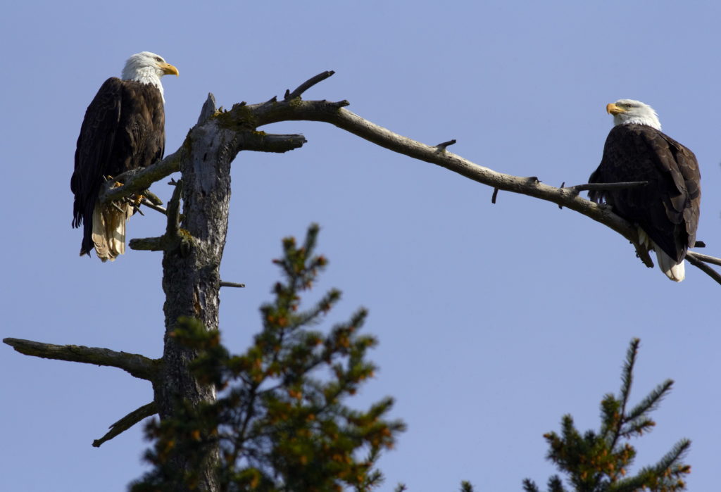 Bald Eagles in tree