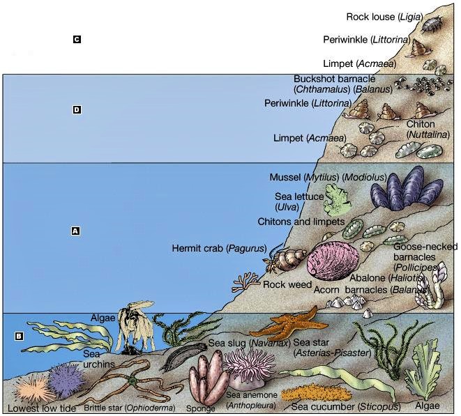 Diagram of tidepool marine life
