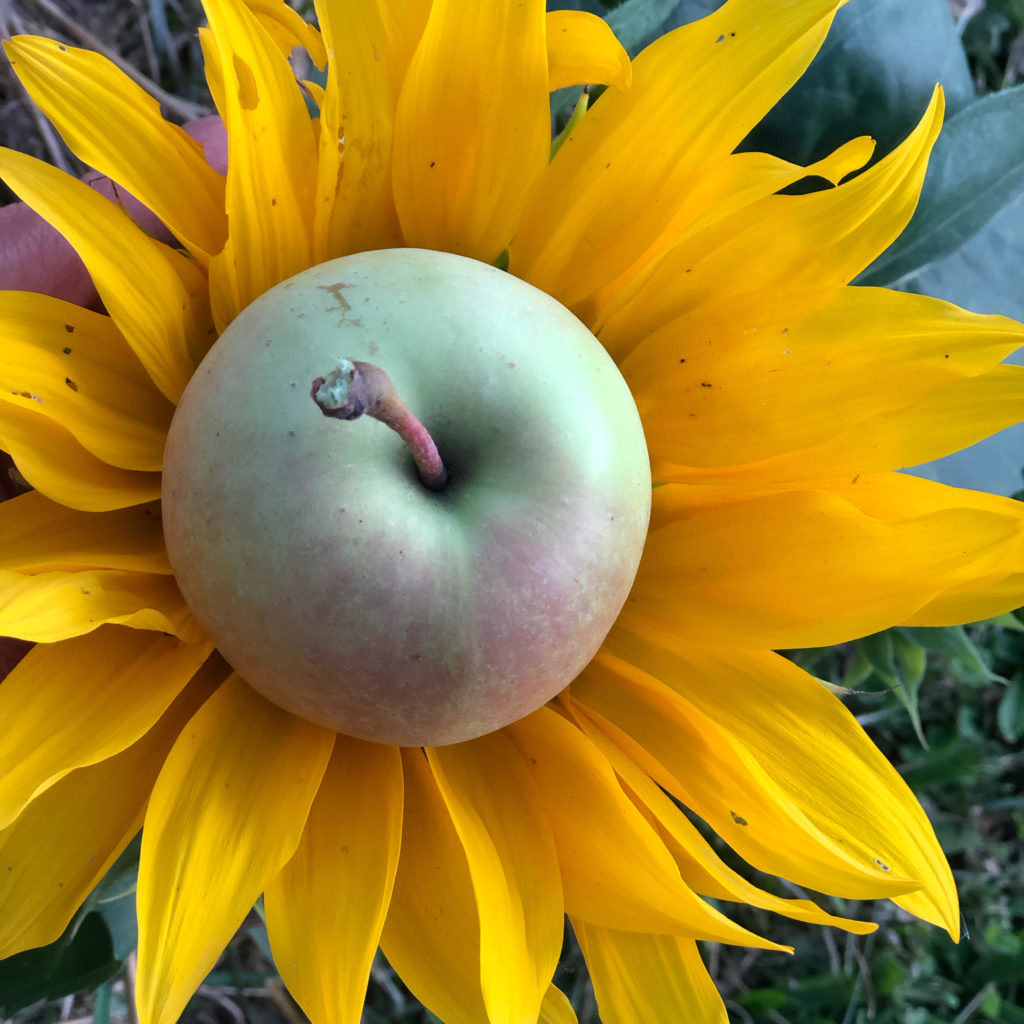An apple in a sunflower