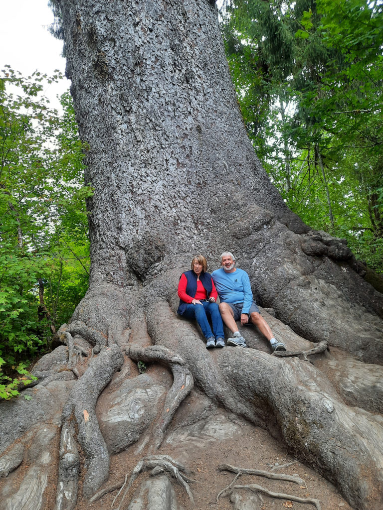 A couple sits on the World's Largest Sitka Spruce