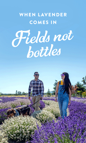 Sequim lavender field