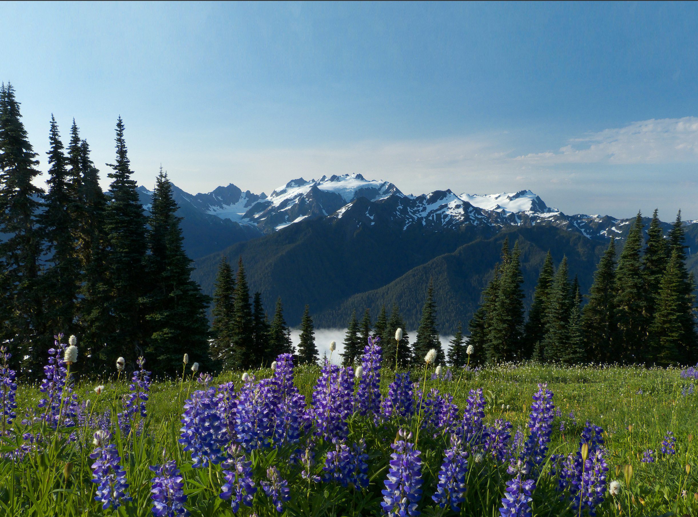 The Olympic Peninsula, WA Official Travel & Tourism Site