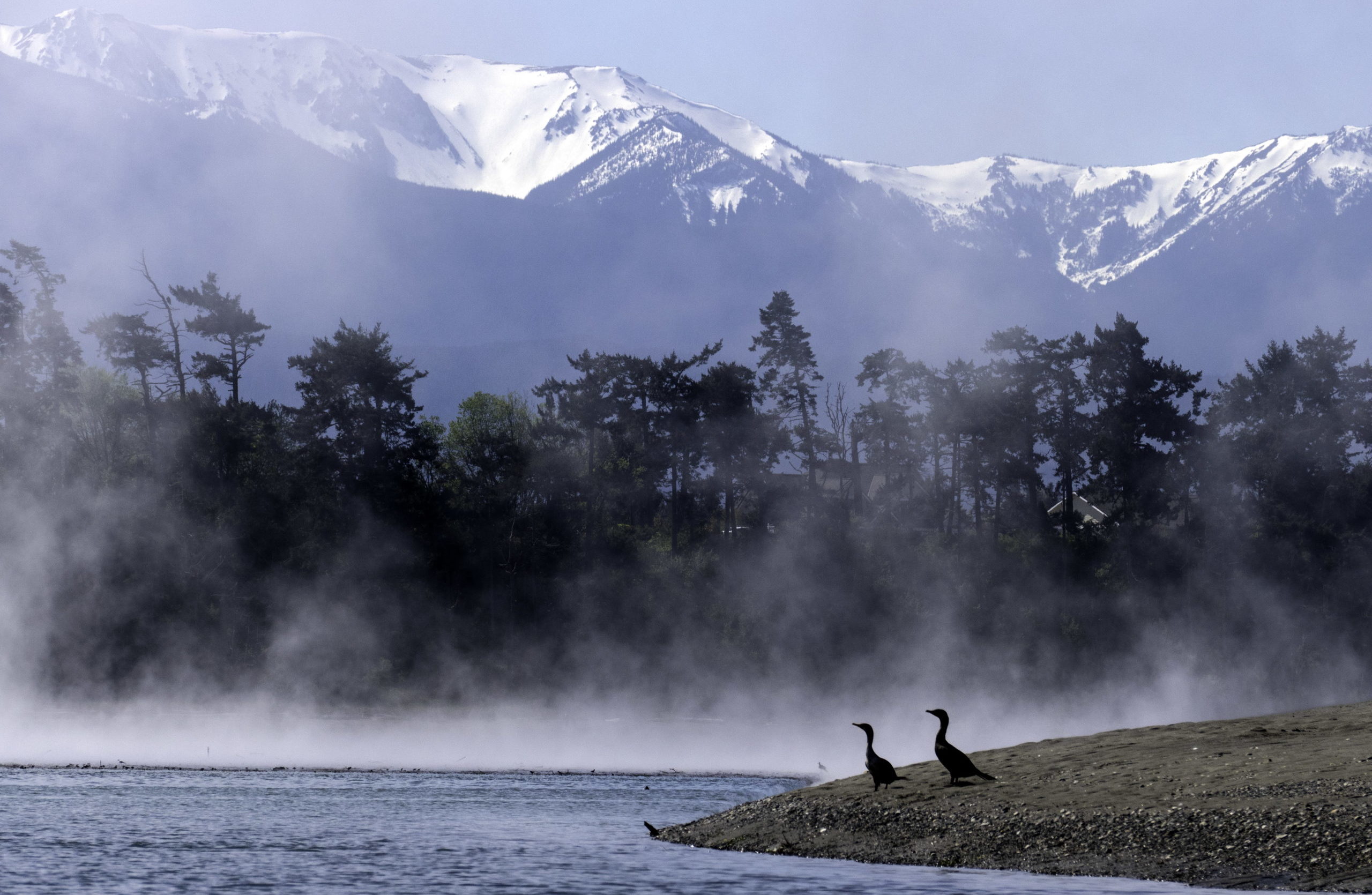Cormorants on the beach with mountains