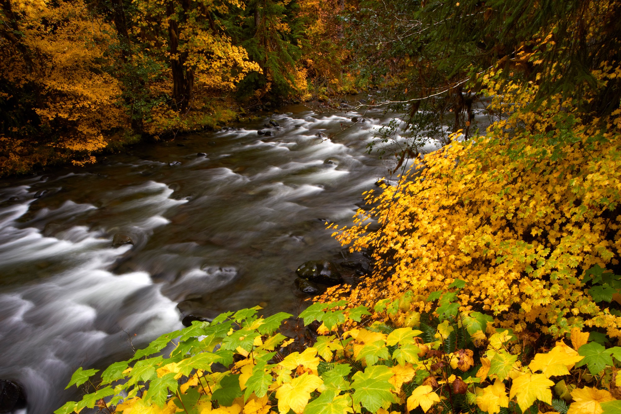 Fall at the Elwha River in Olympic National Park