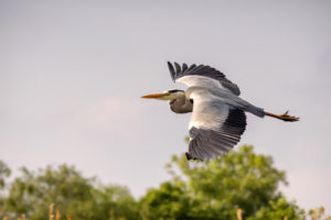 great blue heron birdwatching on the Olympic Peninsula