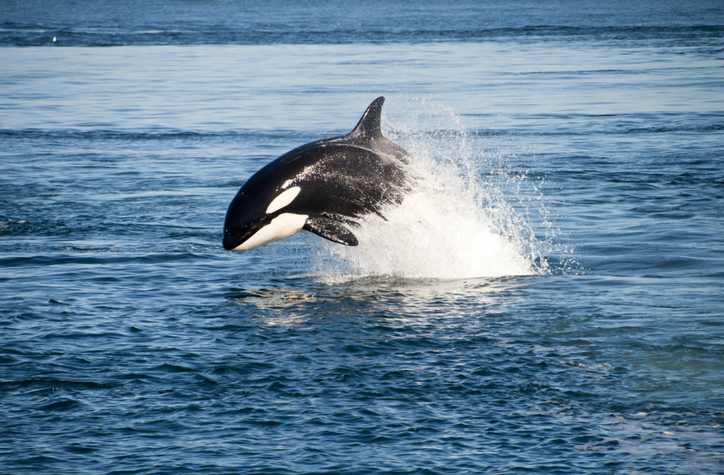 orca whale jumps in water on the Olympic Peninsula