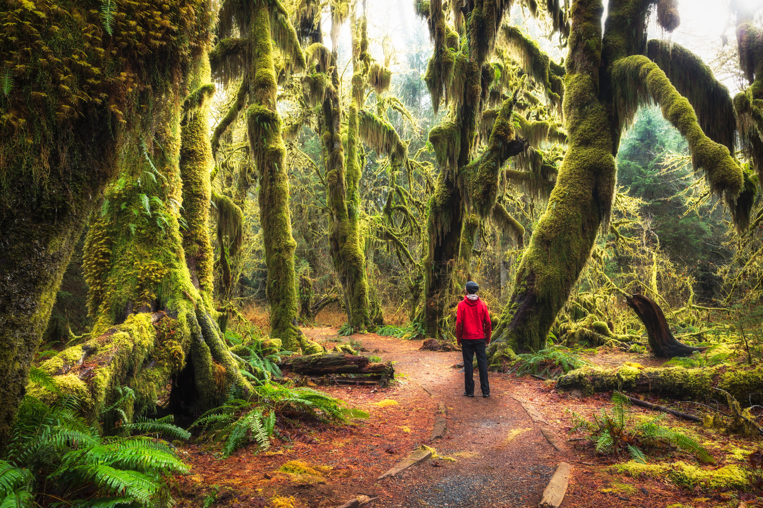 Best hikes in hoh rainforest sale