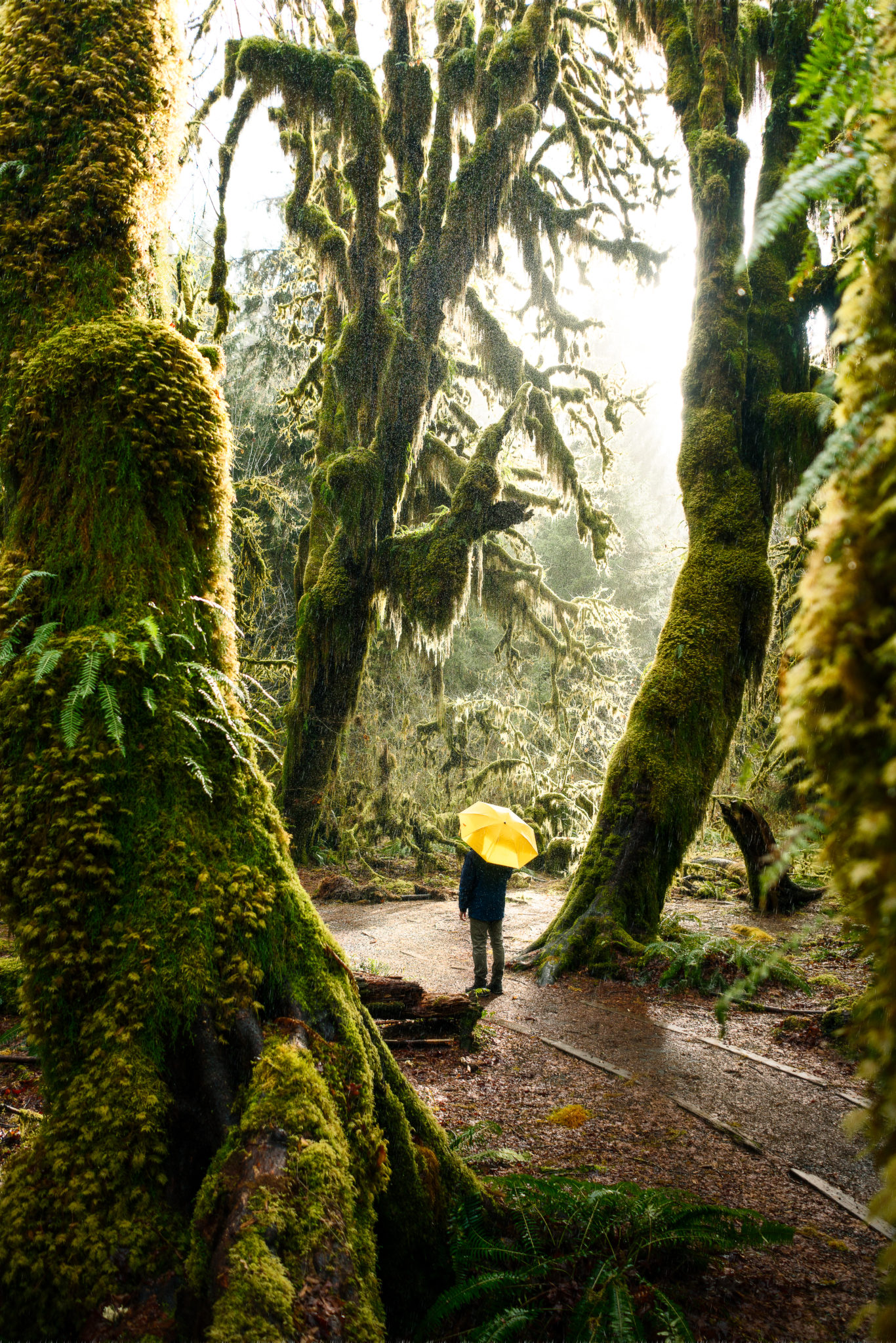 Hall of Mosses Trail Hoh Rain Forest on the Olympic Peninsula