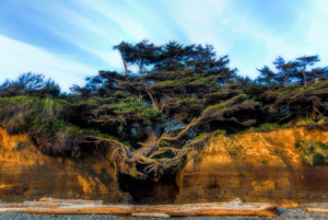 The Tree of Life on the Olympic Peninsula, WA