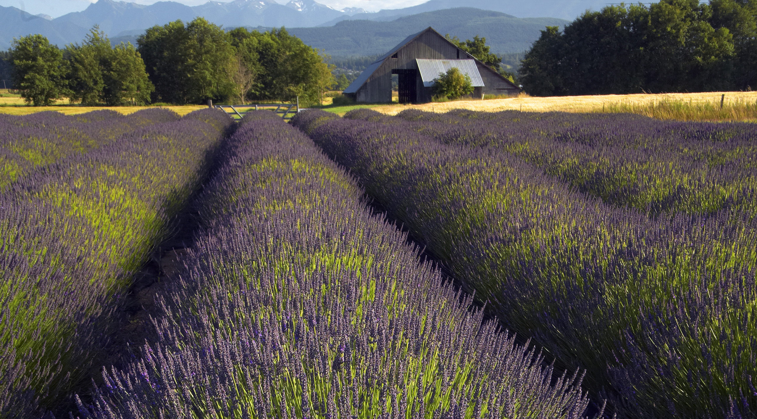 Lavender Fields