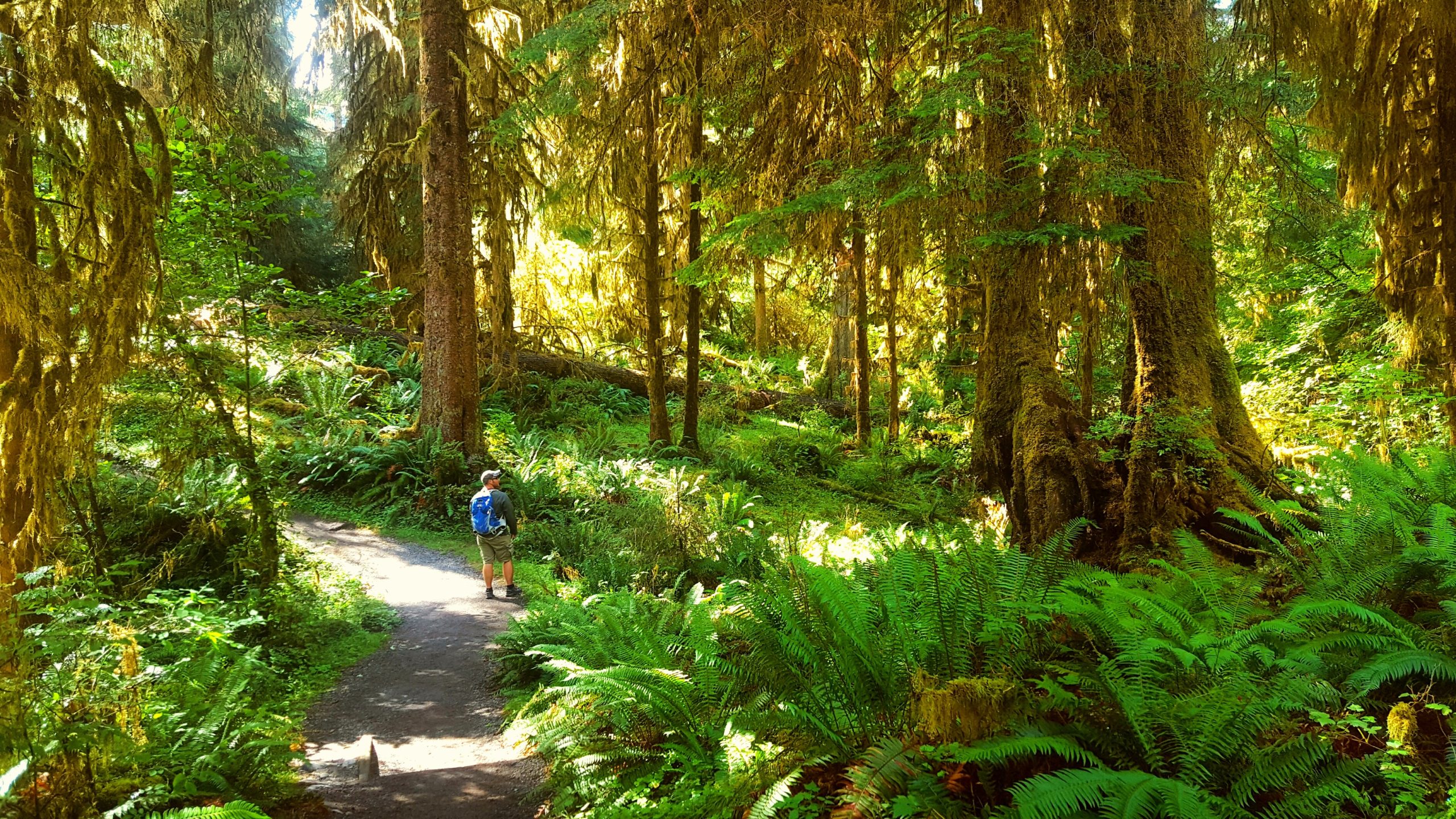 Best Trails At Olympic National Park Online Best Trails At Olympic National Park Online