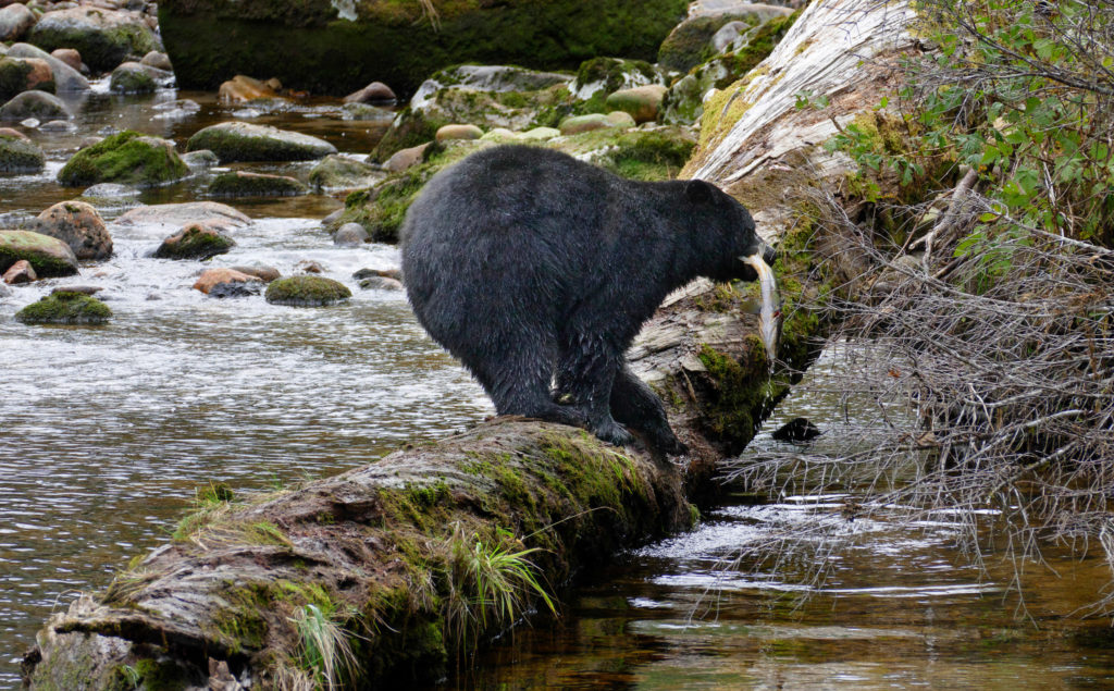 A black bear fishes in Olympic National Park