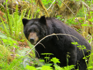 black bear in Olympic National Park