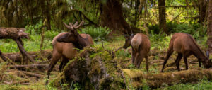 elk herd in the Hoh Rain Forest in Olympic National Park