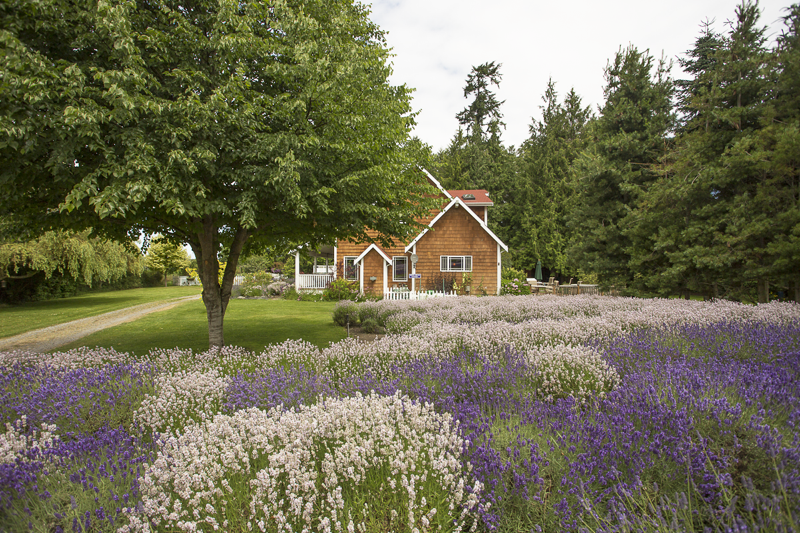 Purple Haze Lavender Farm House