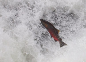 fish in the Sol Duc River in Olympic National Park
