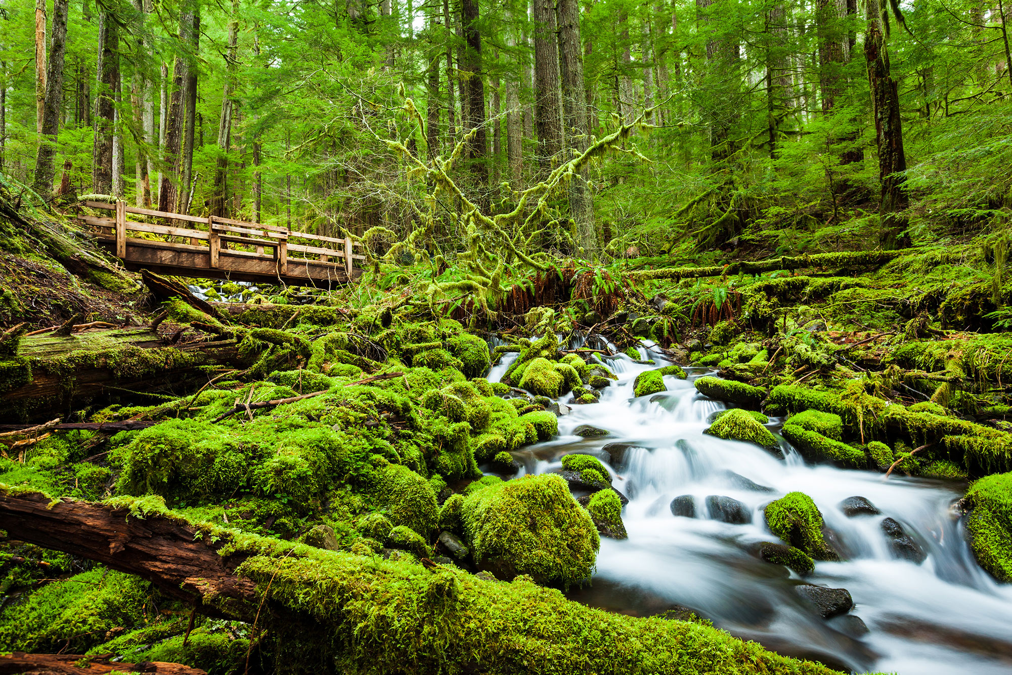 Temperate Rain Forests - Olympic National Park (U.S. National Park