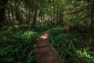 Hiking the boardwalks of the Ozette Loop Trail on the Olympic Peninsula