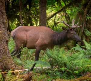Elk in the Hoh Rain Forest