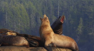 sea lions talking on the Olympic Peninsula, WA