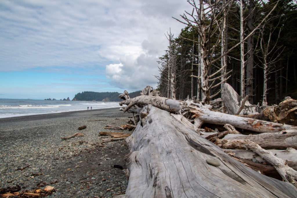 Driftwood on Rialto Beach in Olympic National Park on the Olympic Peninsula
