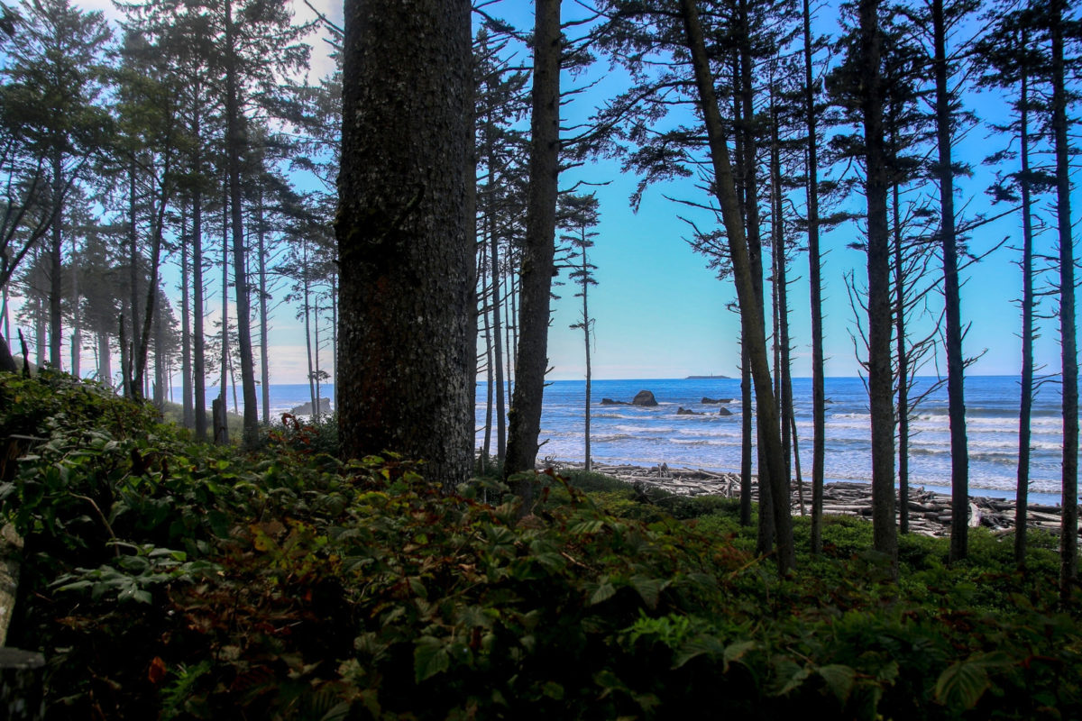 Beaches on the olympic peninsula