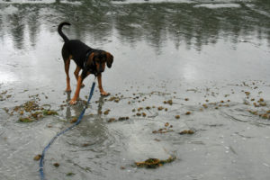 dog on an Olympic Peninsula beach