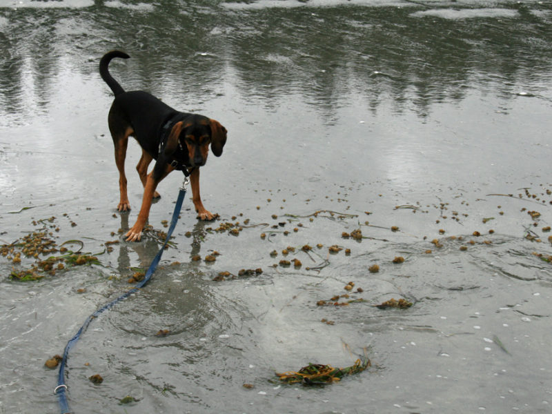 dog on an Olympic Peninsula beach