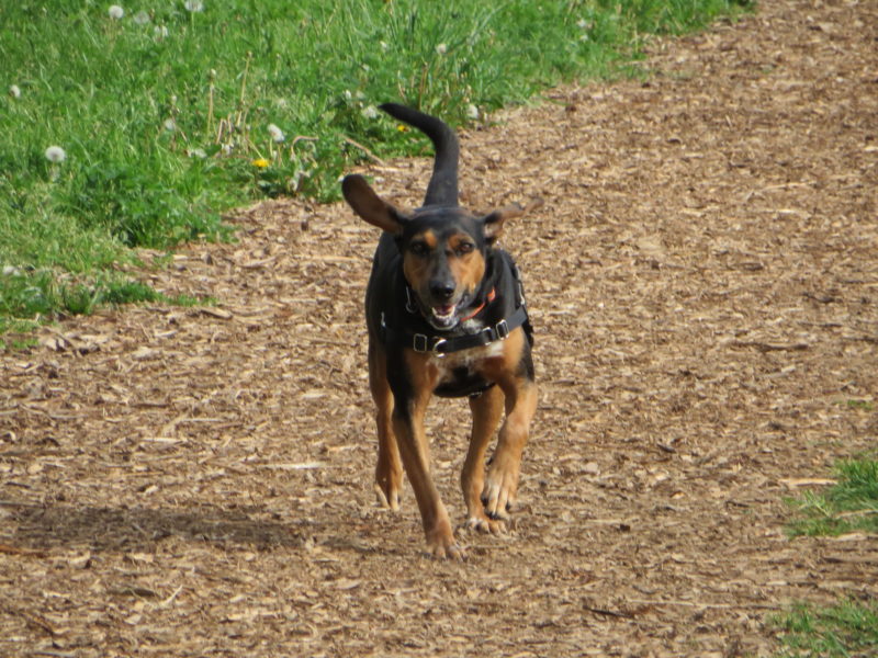 Cinnamon the Coonhound running outside.