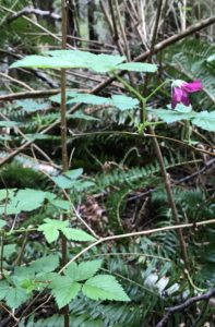 Pink salmonberry blooms along Cape Flattery Trail