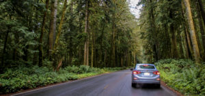 driving through Hoh Rain Forest in Olympic National Park