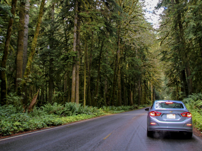 driving through Hoh Rain Forest in Olympic National Park