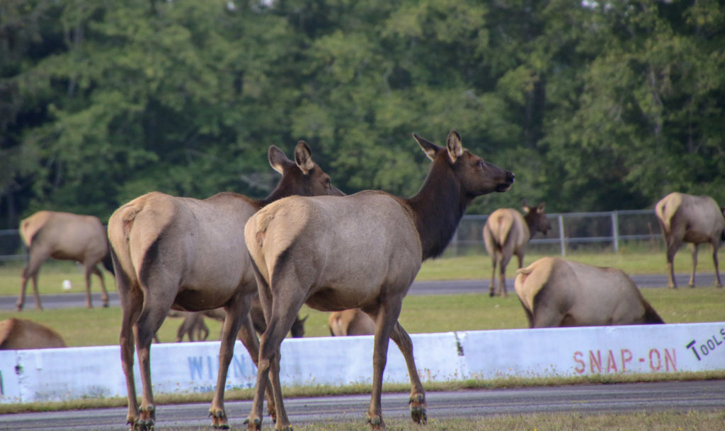 Roosevelt Elk herd strolls through town on the Olympic Peninsula