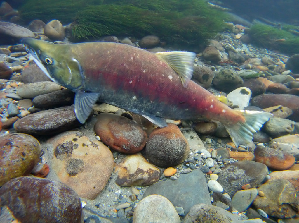 A spawning sockeye salmon in a Quinault River tributary