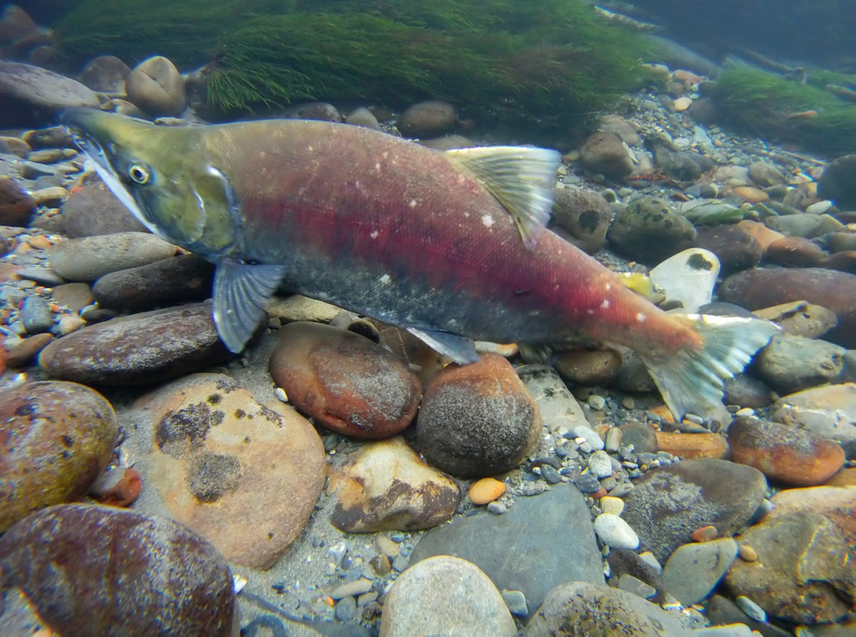 Wildlife Viewing on the Olympic Peninsula & Olympic National Park