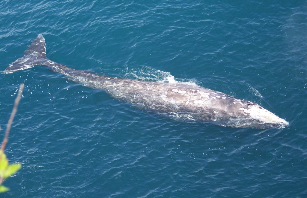 Gray whale spotted at Cape Flattery, WA
