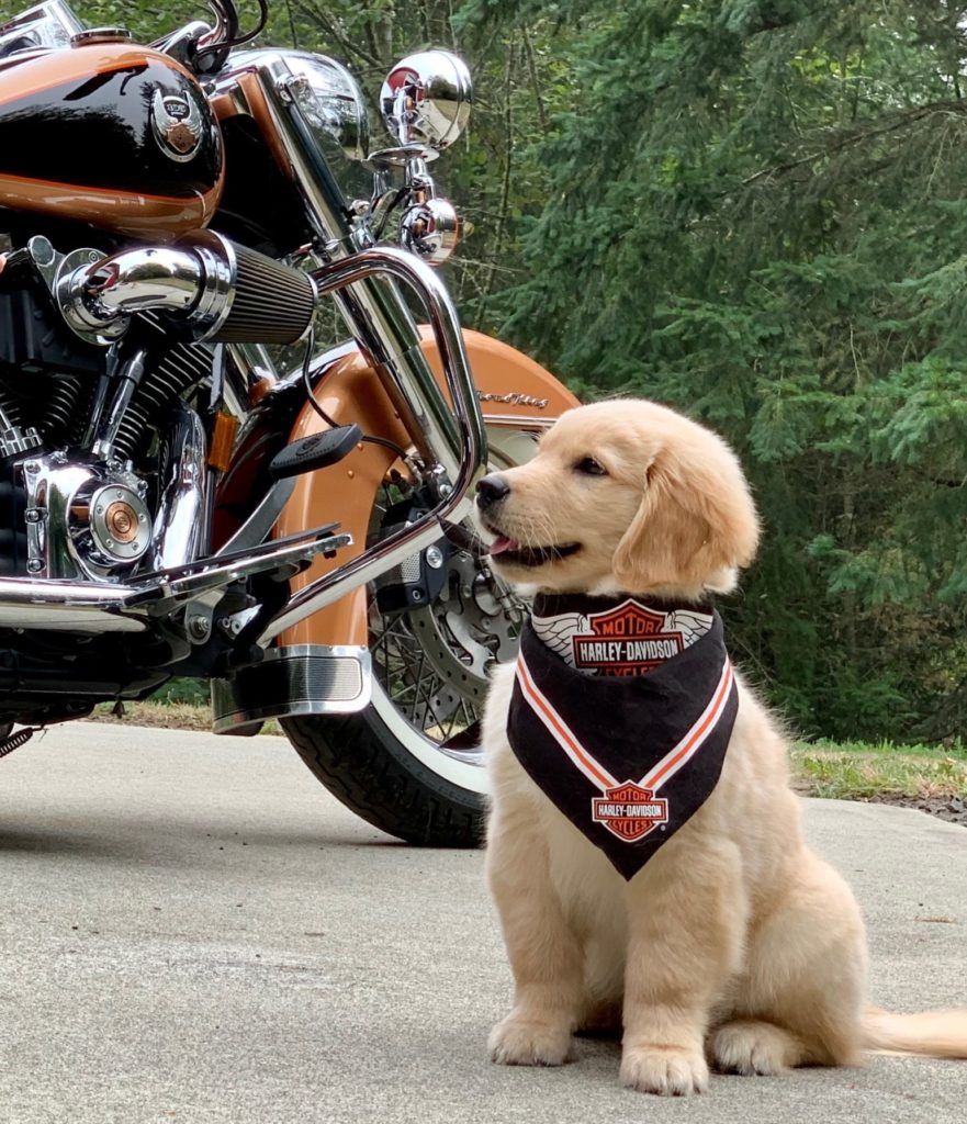 A puppy with a motorcycle
