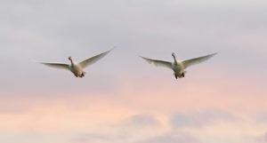 winter birding on the Olympic Peninsula