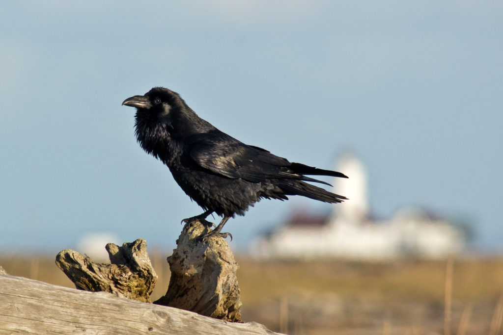 A black raven on a log in Sequim, WA