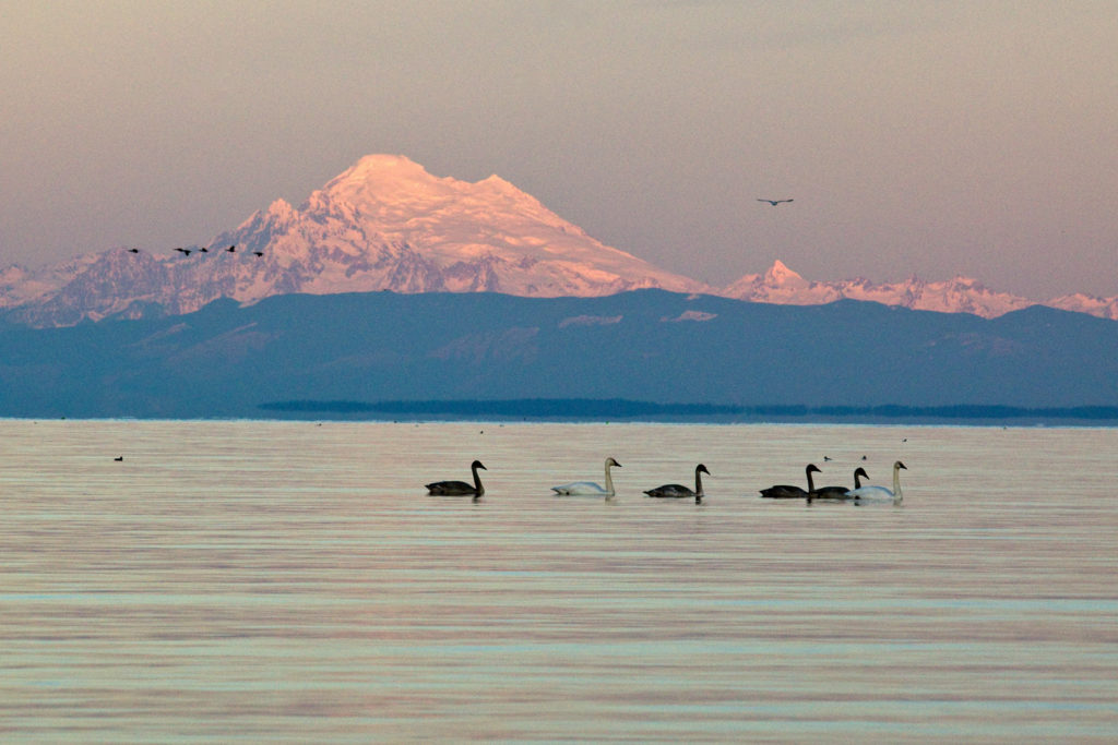 A flock of Swans with a mountain