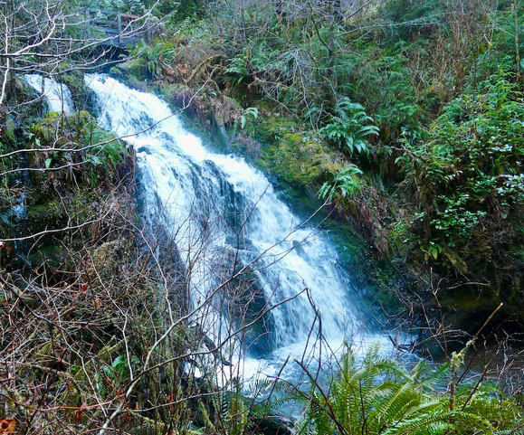 Cascade Waterfall Quinault Rain Forest on the Olympic Peninsula