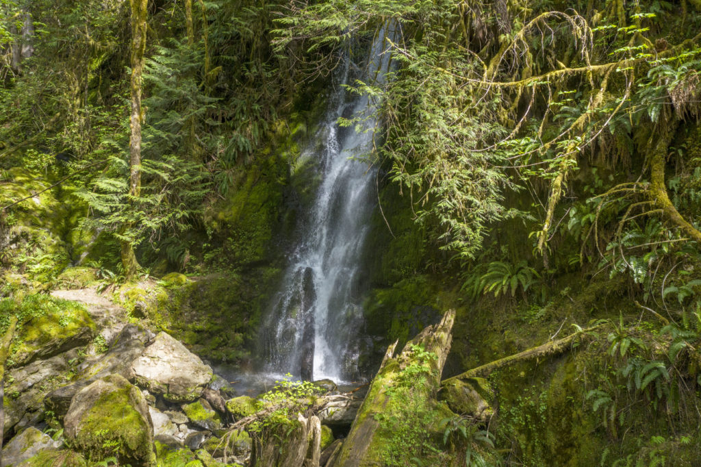 Merriman Falls Waterfall Quinault Rain Forest on the Olympic Peninsula